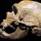 NOVA: Decoding Neanderthals